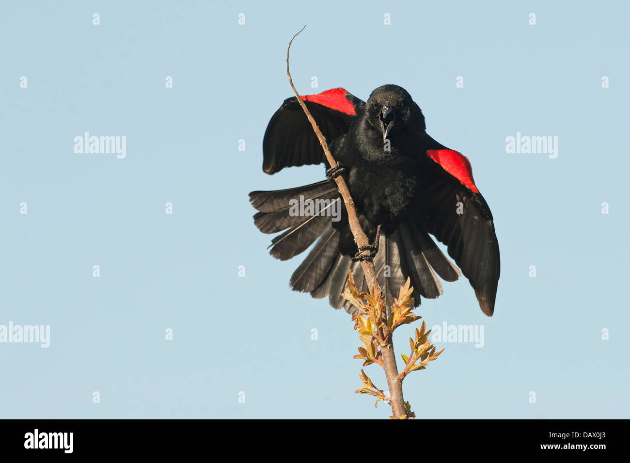 Rosso-winged blackbird display territoriale in primavera Foto Stock