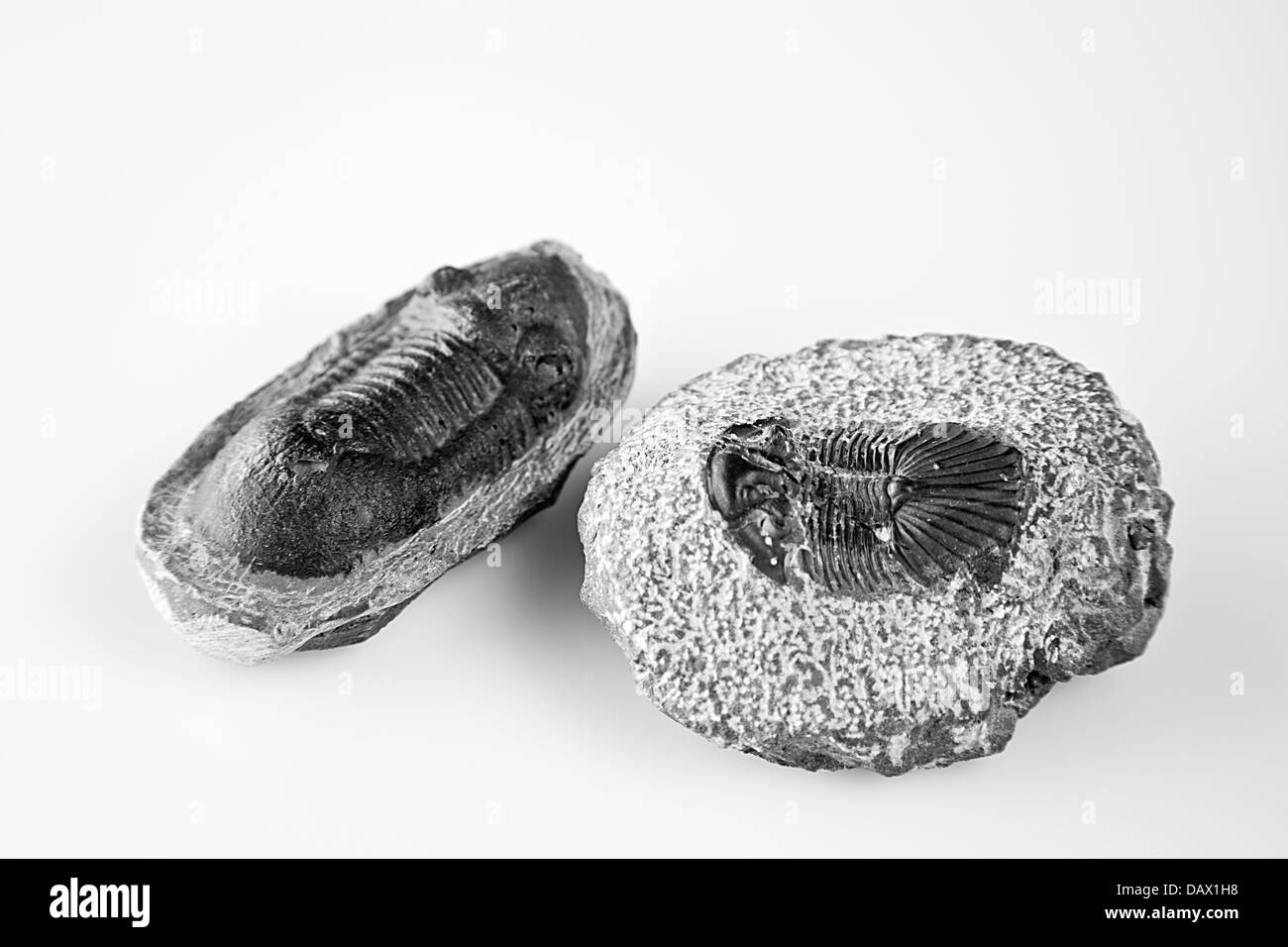 3 Fossili Di Trilobite ABOOFAN - Calymene Fossile Didattico Per Collezione E Decorazione - Foto 14