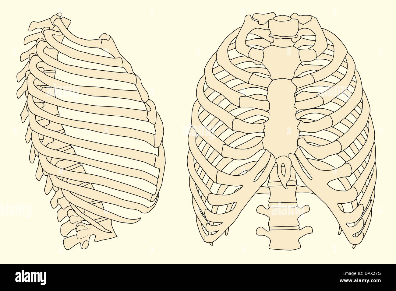Illustrazione della nervatura umana gabbia con spina dorsale Foto Stock