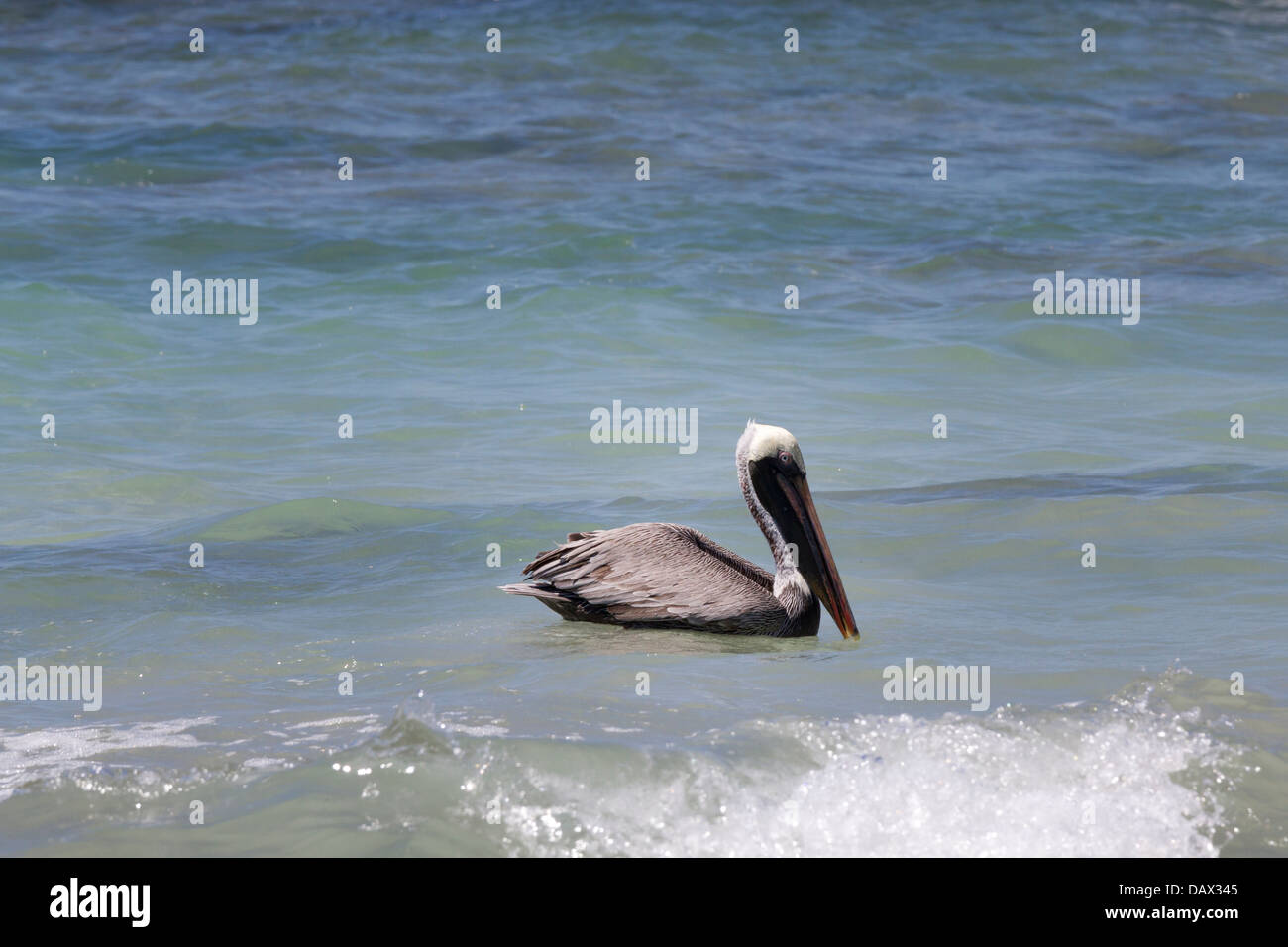 Brown Pelican, Pelecanus occidentalis, Isabela Island, Isole Galapagos, Ecuador Foto Stock