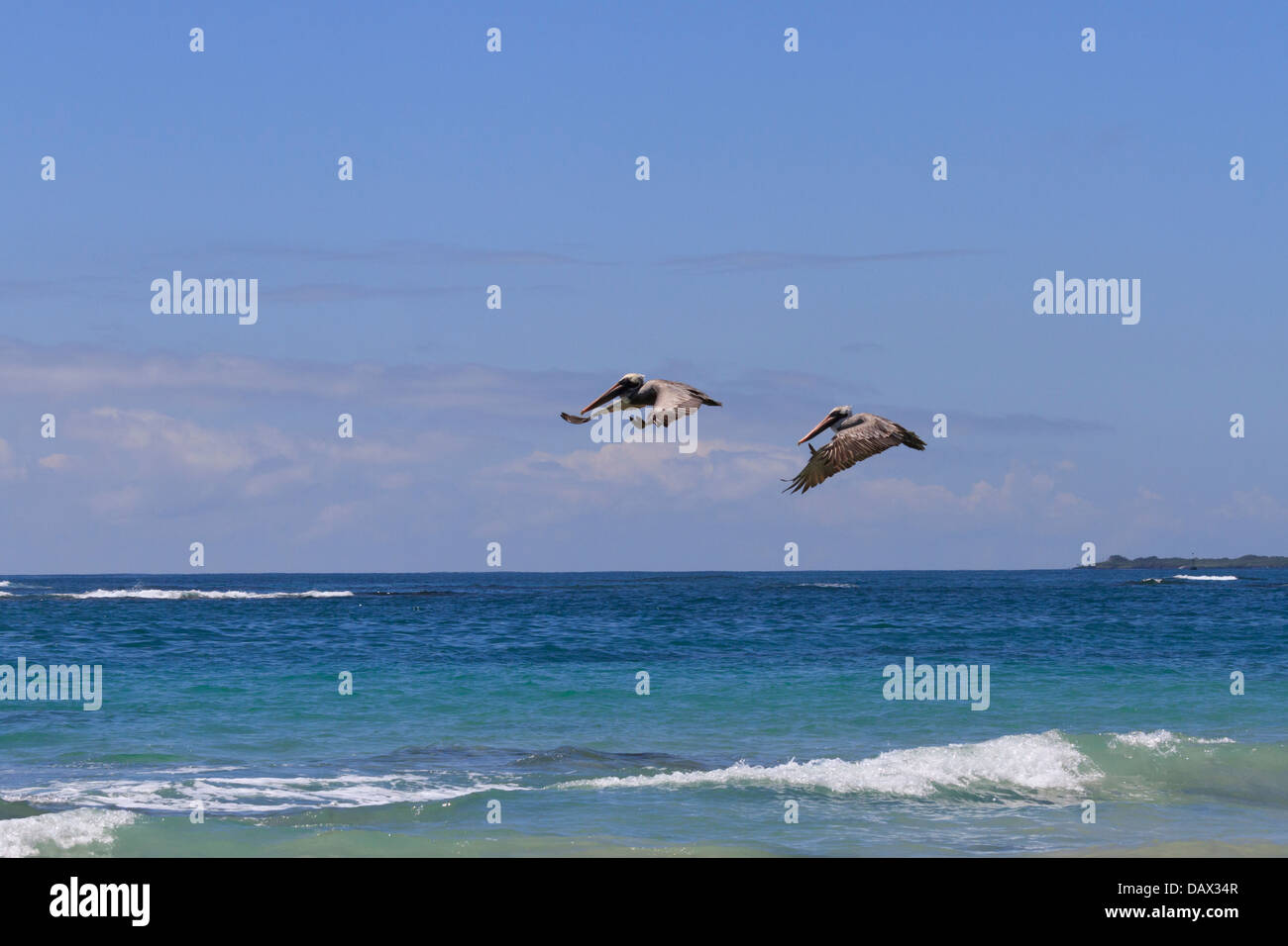 Brown Pelican, Pelecanus occidentalis, Isabela Island, Isole Galapagos, Ecuador Foto Stock