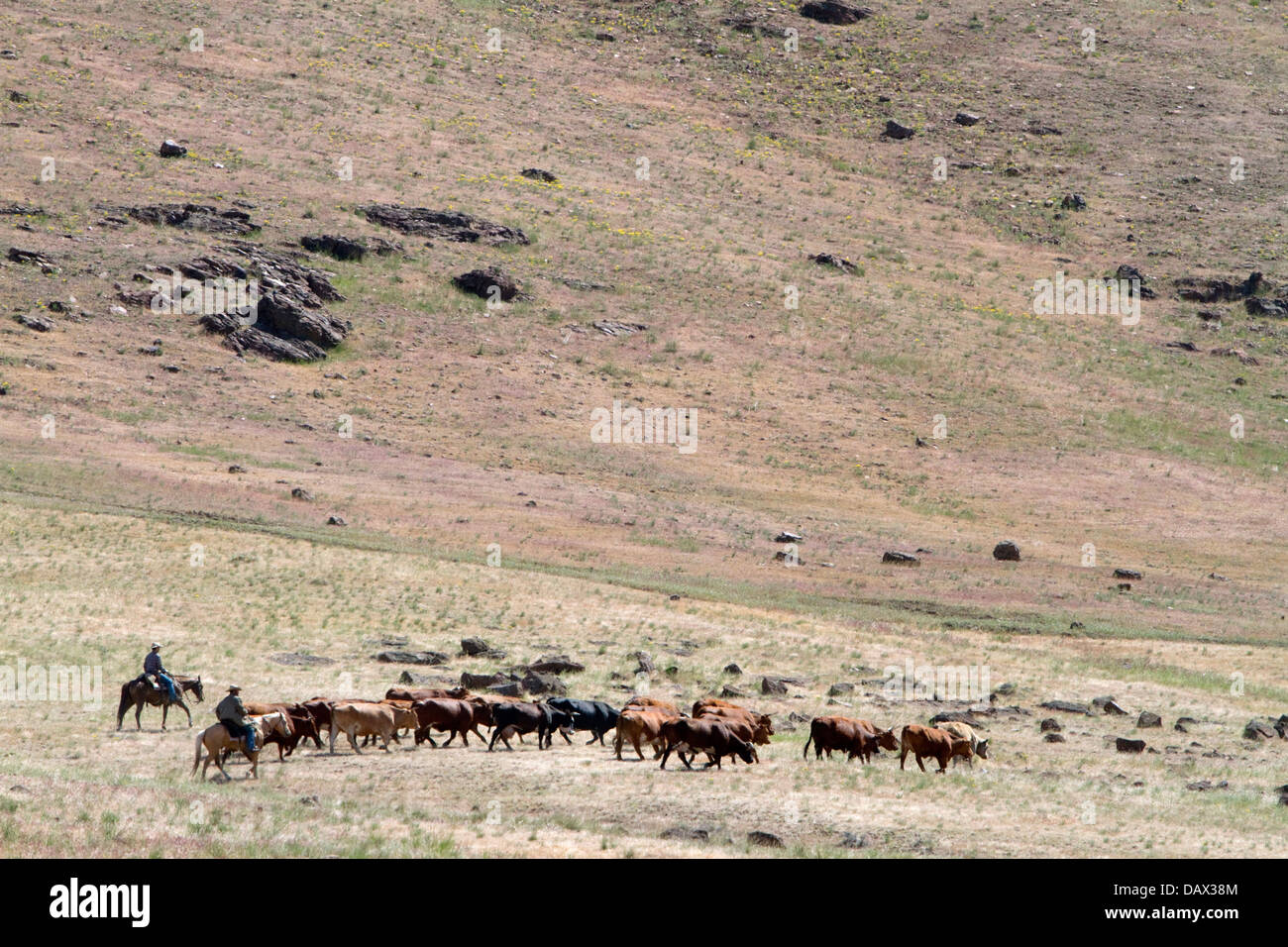 Allevatori round il bestiame sul pascolo vicino a casa di montagna, Idaho, Stati Uniti d'America. Foto Stock