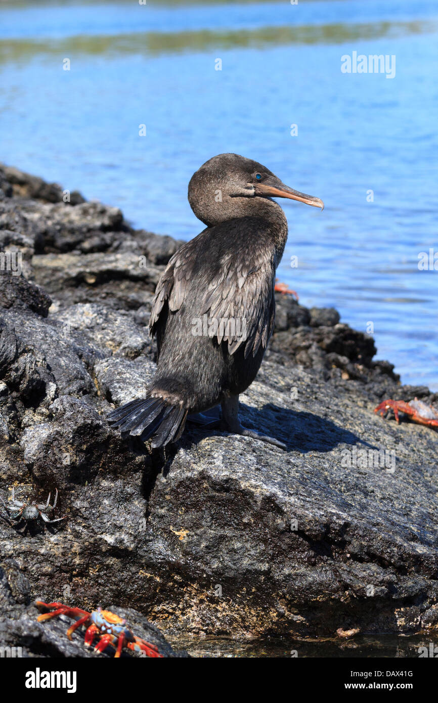 Flightless, cormorano Phalacrocorax harrisi, Sally Lightfoot Crab Grapsus grapsus, Punta Moreno, Isabela Island, Galapagos Isla Foto Stock