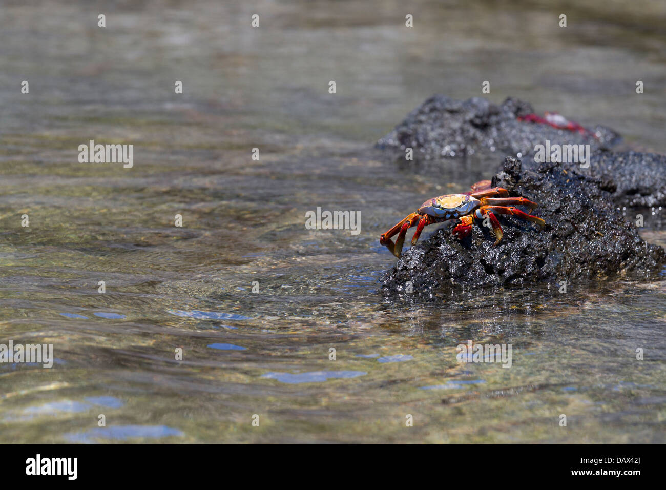 Sally Lightfoot Crab Grapsus grapsus, Punta Moreno, Isabela Island, Isole Galapagos, Ecuador Foto Stock