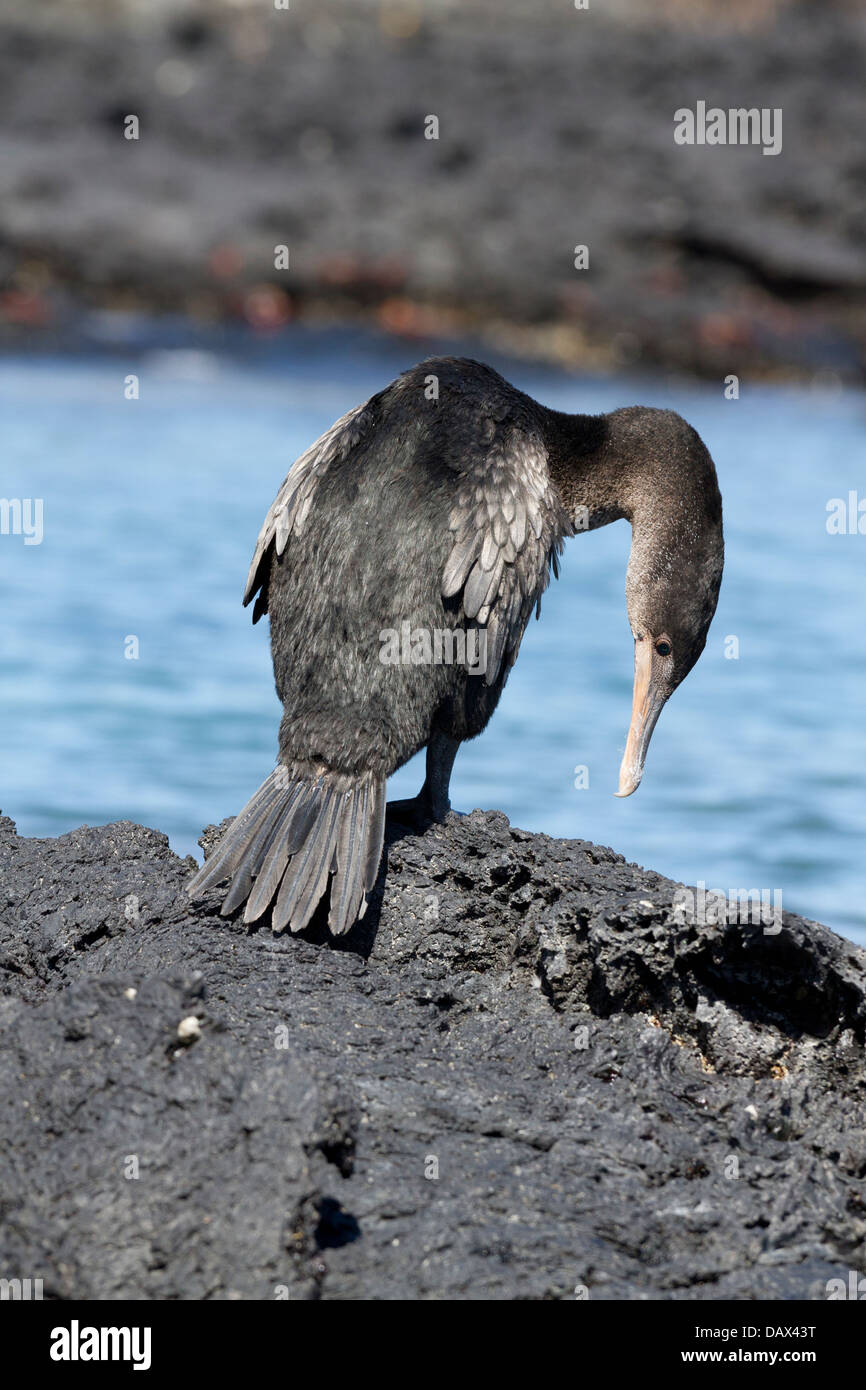 Flightless, cormorano Phalacrocorax harrisi, Punta Moreno, Isabela Island, Isole Galapagos, Ecuador Foto Stock