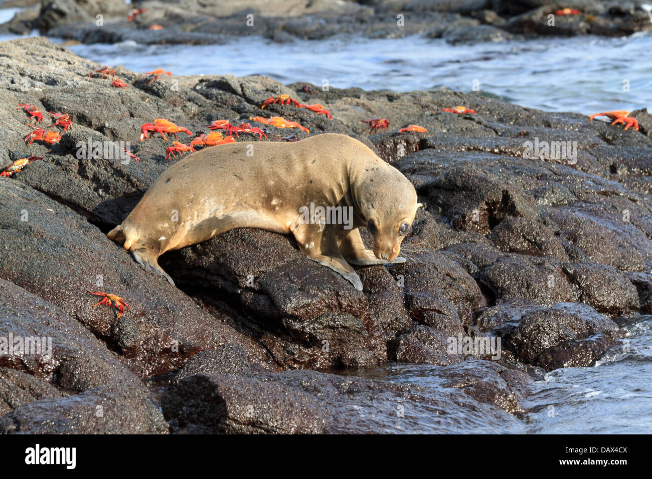 Le Galapagos Sea Lion, Zalophus wollebaeki, Punta Mangle, Fernandina Island, Isole Galapagos, Ecuador Foto Stock