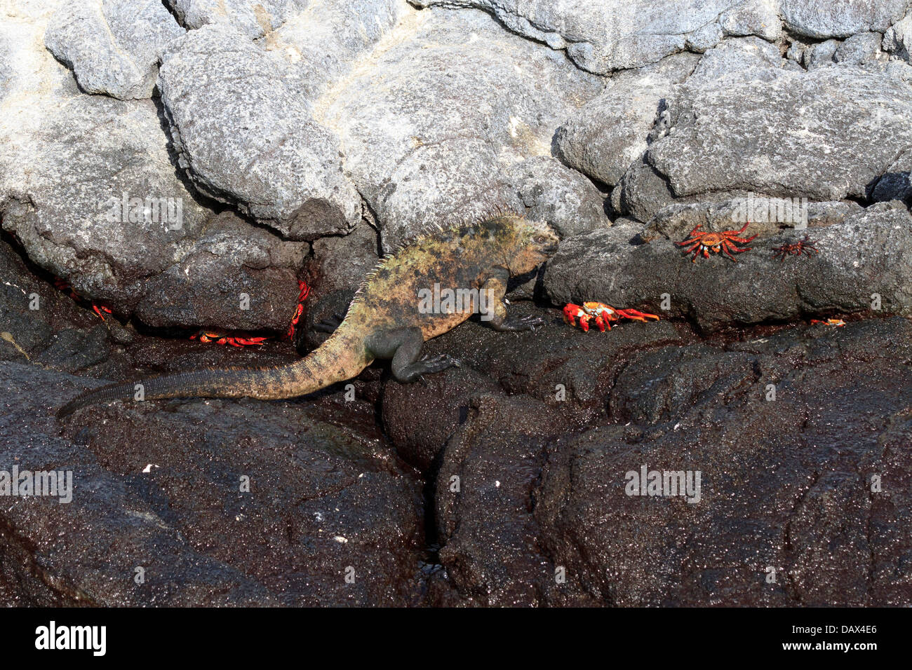 Marino, Iguana Amblyrhynchus cristatus, Punta Mangle, Fernandina Island, Isole Galapagos, Ecuador Foto Stock