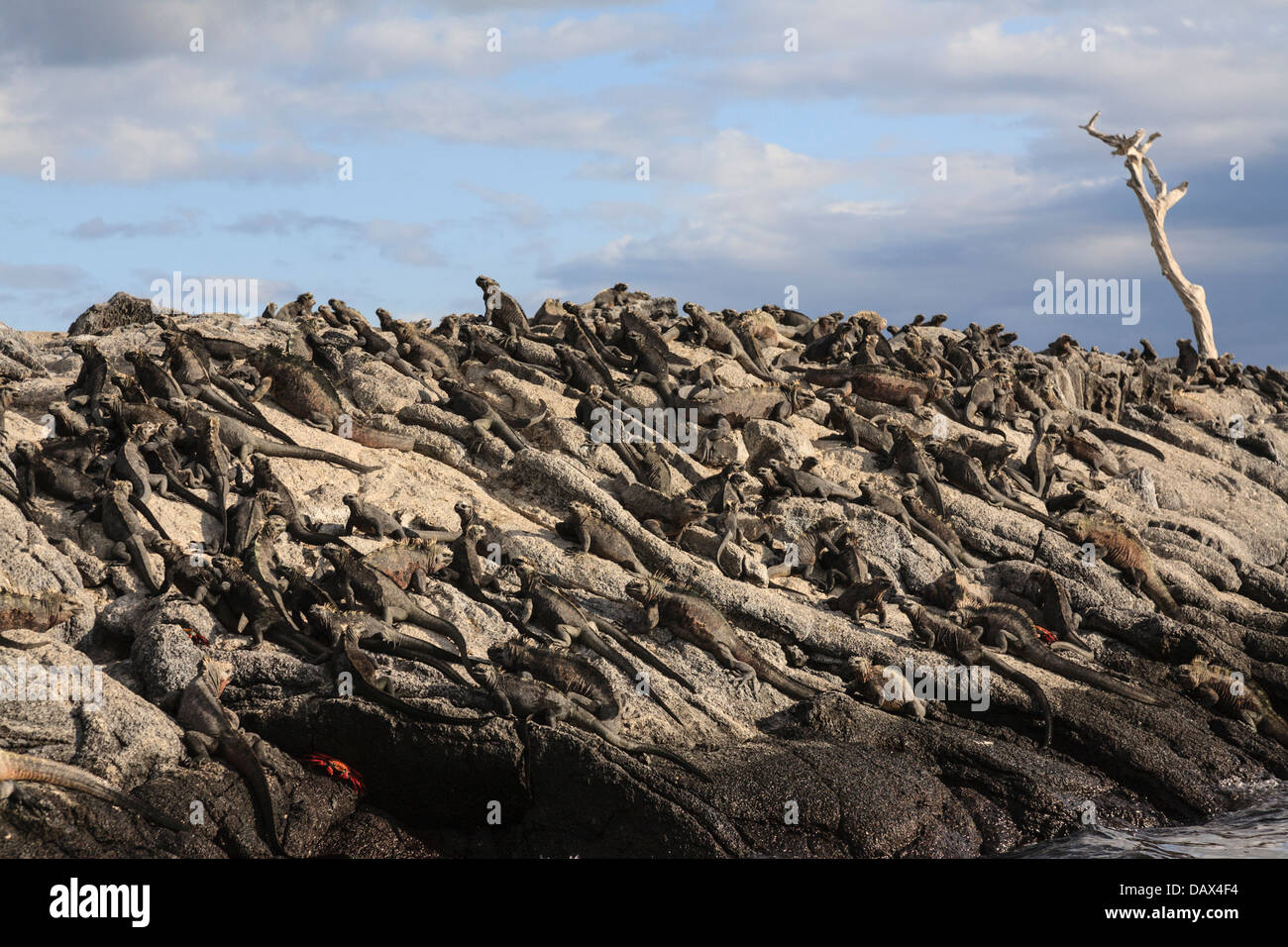 Marino, Iguana Amblyrhynchus cristatus, Punta Mangle, Fernandina Island, Isole Galapagos, Ecuador Foto Stock