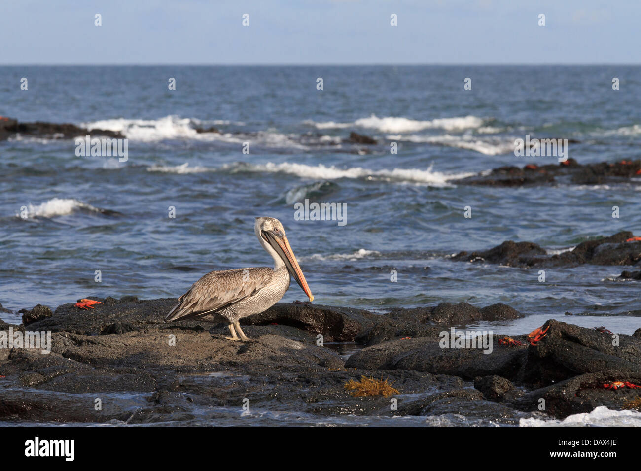 Brown Pelican, Pelecanus occidentalis, Punta Mangle, Fernandina Island, Isole Galapagos, Ecuador Foto Stock