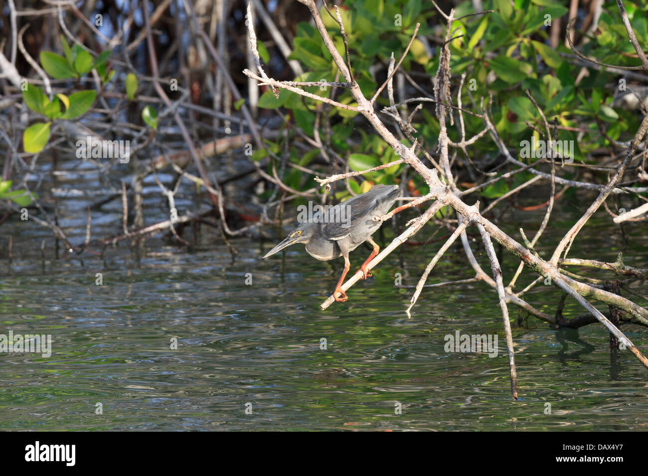 Airone di lava, Butorides sundevalli, noto anche come le Galapagos Heron, in agguato, Punta Mangle, Fernandina Island, Isole Galapagos Foto Stock