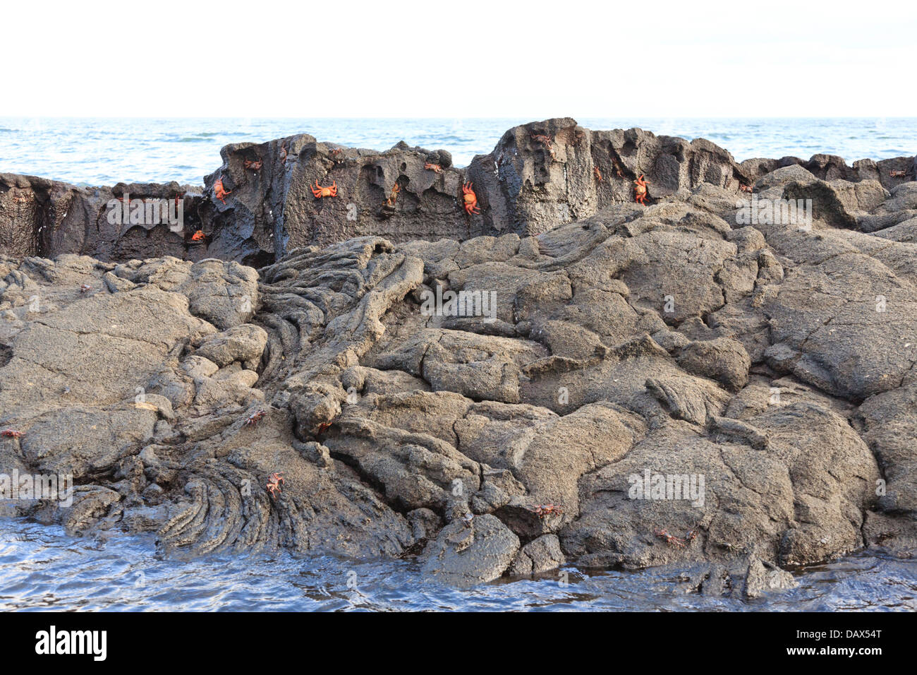 Roccia lavica, Sally Lightfoot Crab Grapsus grapsus, Punta Mangle, Fernandina Island, Isole Galapagos, Ecuador Foto Stock