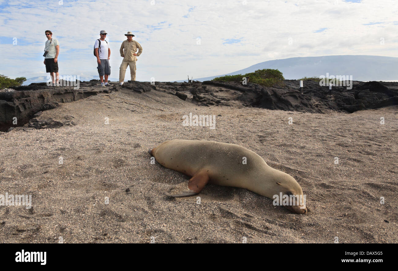 Le Galapagos Sea Lion, Zalophus wollebaeki, Punta Espinoza, Fernandina Island, Isole Galapagos, Ecuador Foto Stock