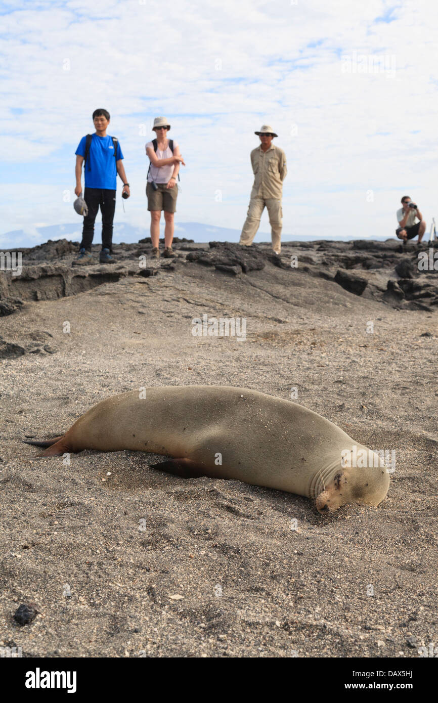 Le Galapagos Sea Lion, Zalophus wollebaeki, Punta Espinoza, Fernandina Island, Isole Galapagos, Ecuador Foto Stock