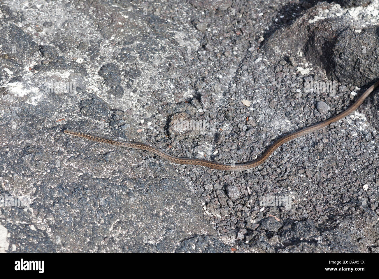 Le Galapagos Snake, Alsophis dorsalis, su di una roccia lavica, Punta Espinoza, Fernandina Island, Isole Galapagos, Ecuador Foto Stock