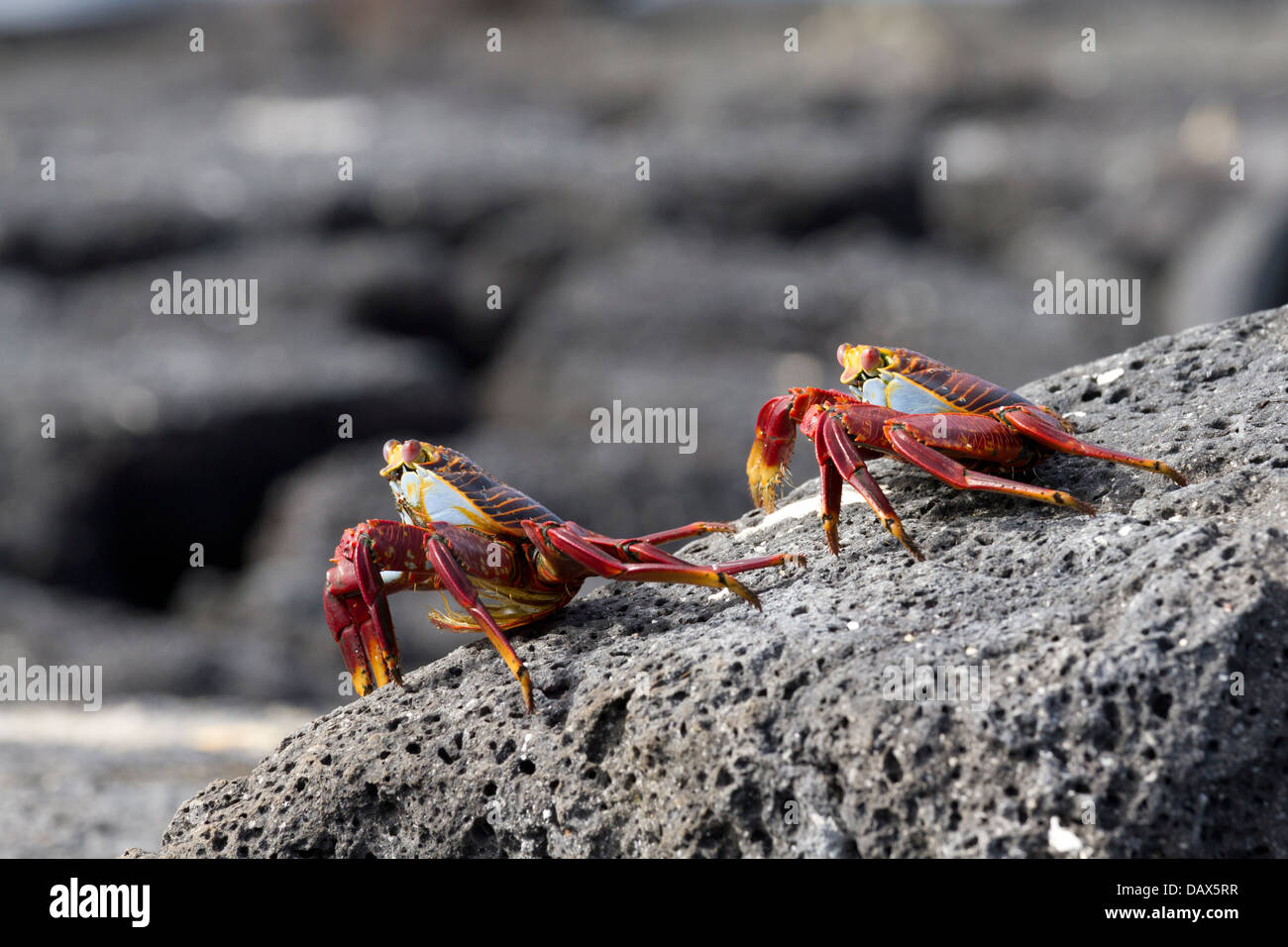 Sally Lightfoot Crab Grapsus grapsus, Punta Espinoza, Fernandina Island, Isole Galapagos, Ecuador Foto Stock
