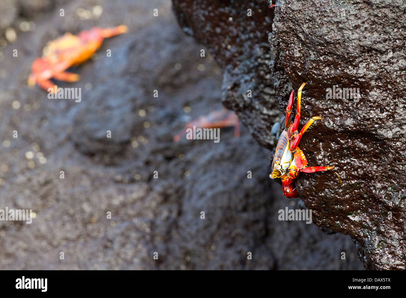 Sally Lightfoot Crab Grapsus grapsus, Punta Espinoza, Fernandina Island, Isole Galapagos, Ecuador Foto Stock
