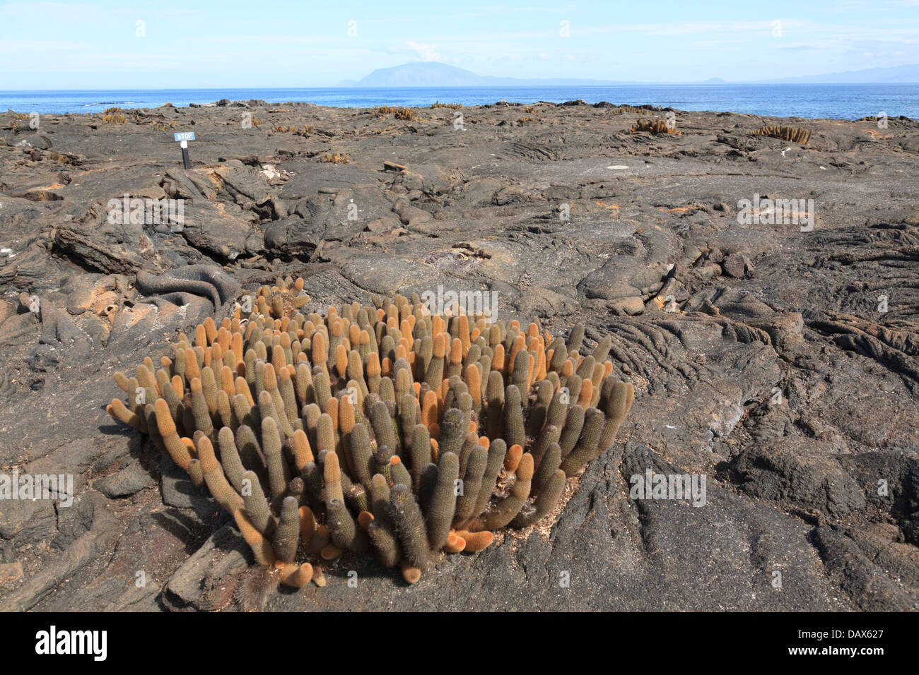 Cactus di lava, Brachycereus nesioticus, Punta Espinoza, Fernandina Island, Isole Galapagos, Ecuador Foto Stock