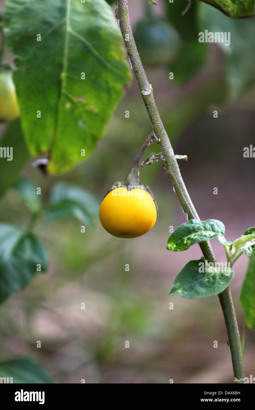 La melanzana è di colore giallo nel giardino. Foto Stock