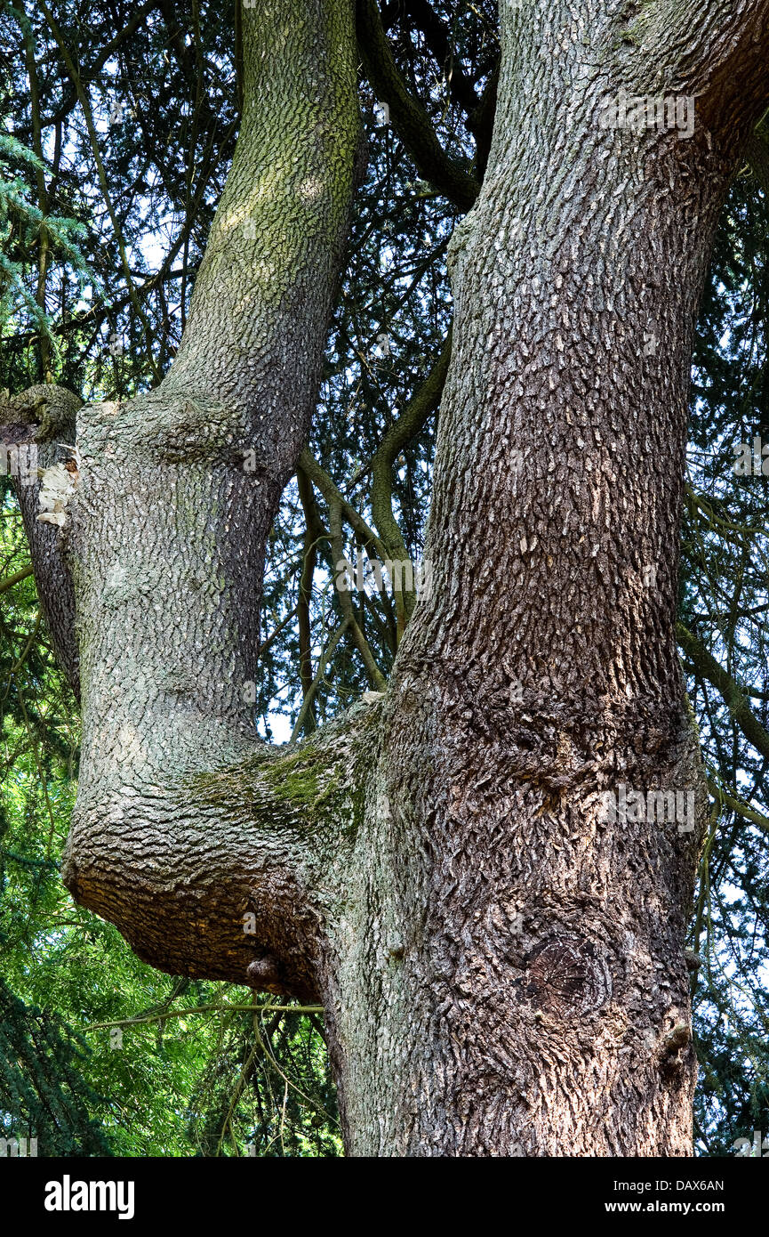 Pinus nigra subsp. Laricio rami superiori della coppia albero nativa per la Corsica, Italia Meridionale e Sicilia Foto Stock