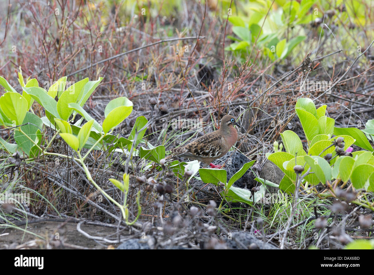 Le Galapagos Colomba, Zenaida galapagoensis, Puerto Egas, isola di Santiago, Isole Galapagos, Ecuador Foto Stock