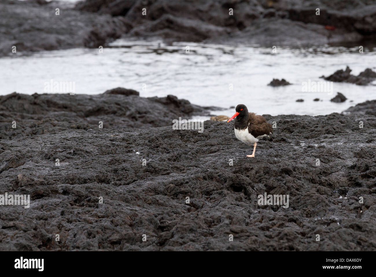 Oystercatcher, Haematopus, Puerto Egas, isola di Santiago, Isole Galapagos, Ecuador Foto Stock