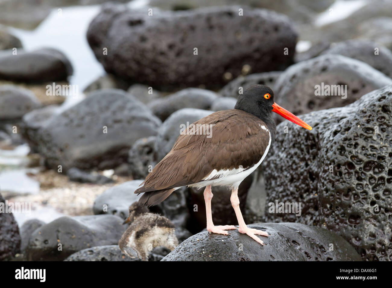 Oystercatcher, Haematopus, Puerto Egas, isola di Santiago, Isole Galapagos, Ecuador Foto Stock