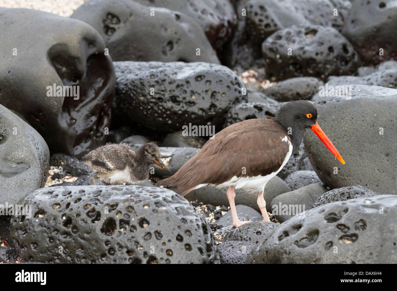 Oystercatcher, Haematopus, Puerto Egas, isola di Santiago, Isole Galapagos, Ecuador Foto Stock