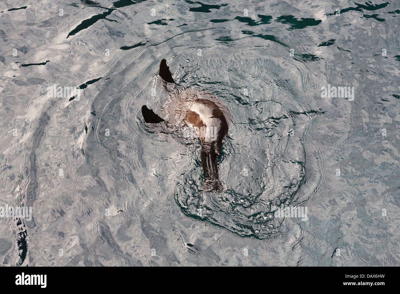 Le Galapagos pelliccia sigillo, Arctocephalus galapagoensis, Puerto Egas, isola di Santiago, Isole Galapagos, Ecuador Foto Stock