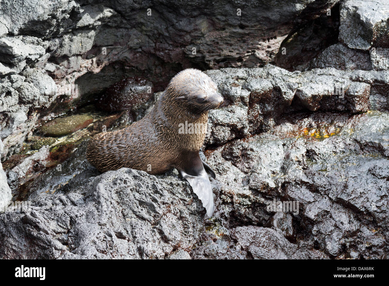Le Galapagos pelliccia sigillo, Arctocephalus galapagoensis, Puerto Egas, isola di Santiago, Isole Galapagos, Ecuador Foto Stock