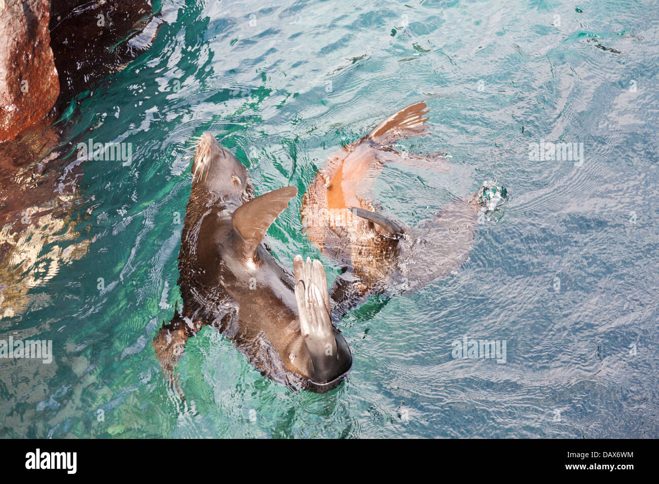 Le Galapagos pelliccia sigillo, Arctocephalus galapagoensis, Puerto Egas, isola di Santiago, Isole Galapagos, Ecuador Foto Stock