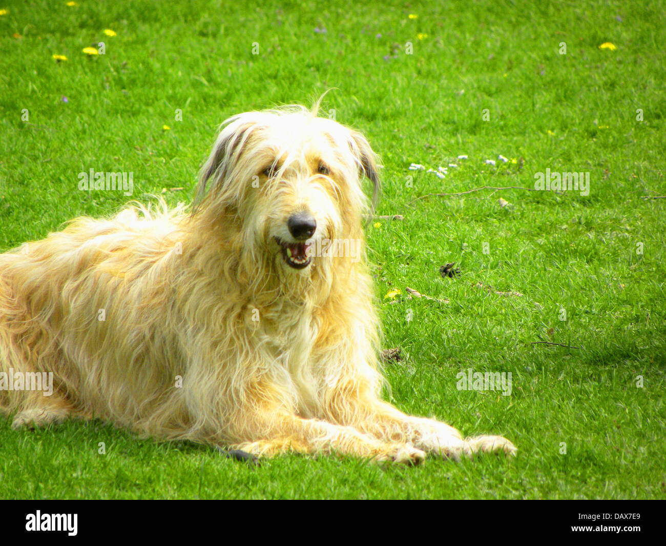 Happy dog Foto Stock