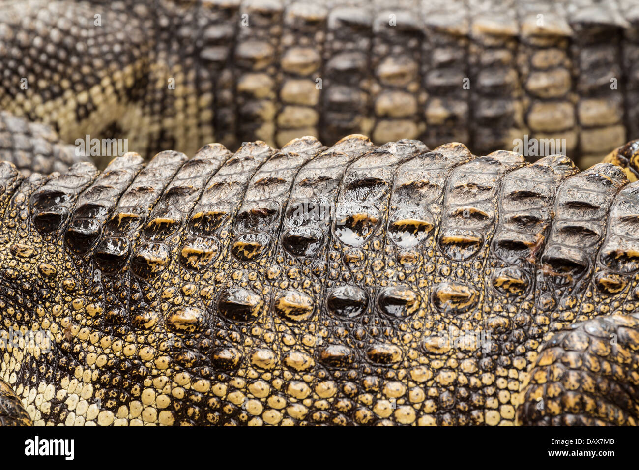 Close up della pelle di coccodrillo in fram Foto Stock