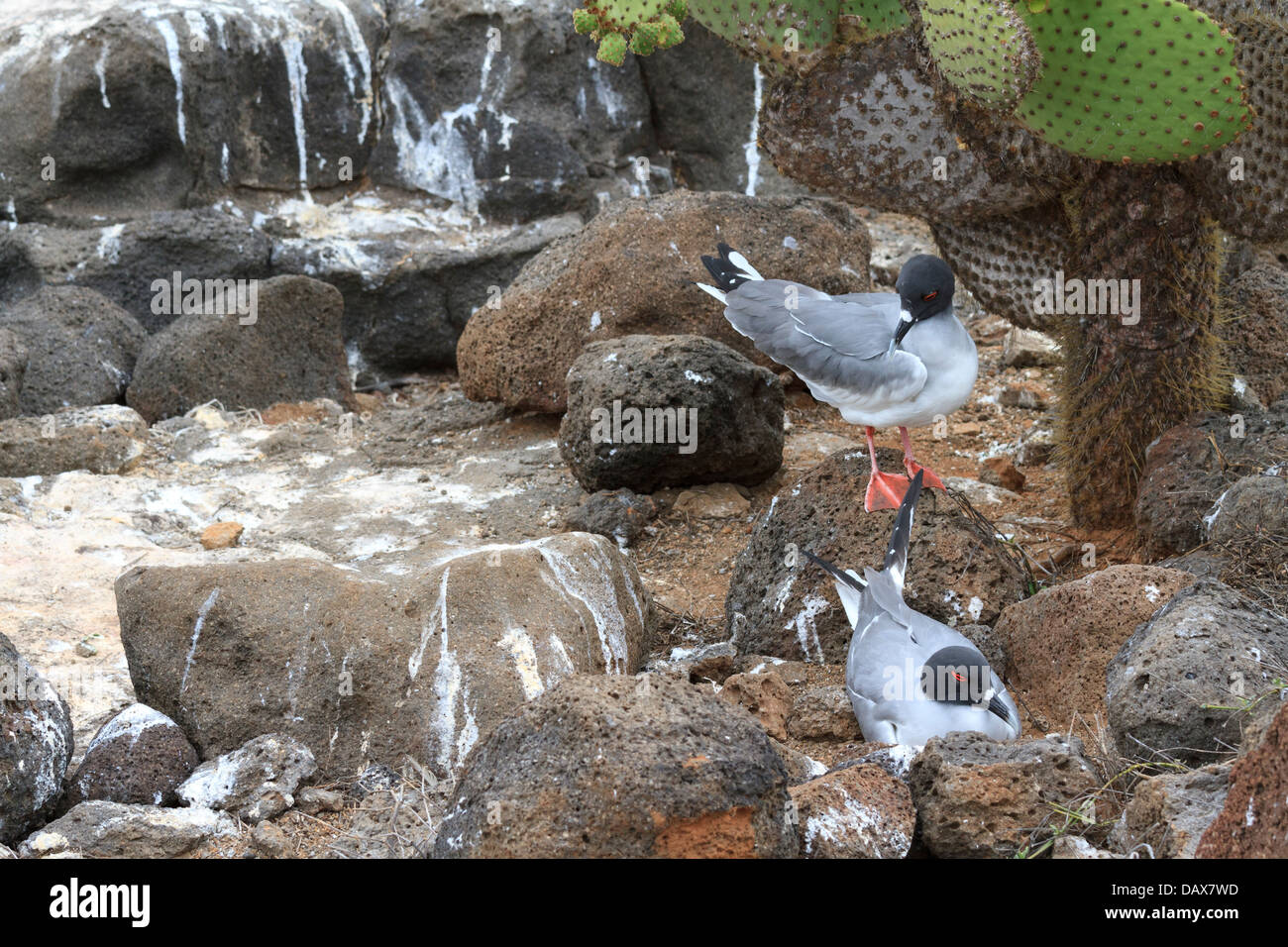 Swallow-tailed Gull, Creagrus furcatus, North Seymour, Isole Galapagos, Ecuador Foto Stock