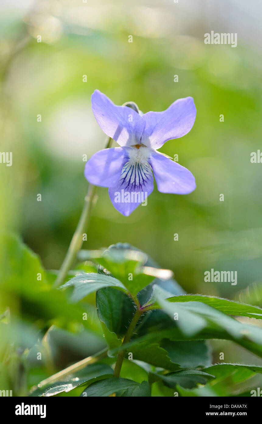 Inizio del cane (viola viola reichenbachiana) Foto Stock