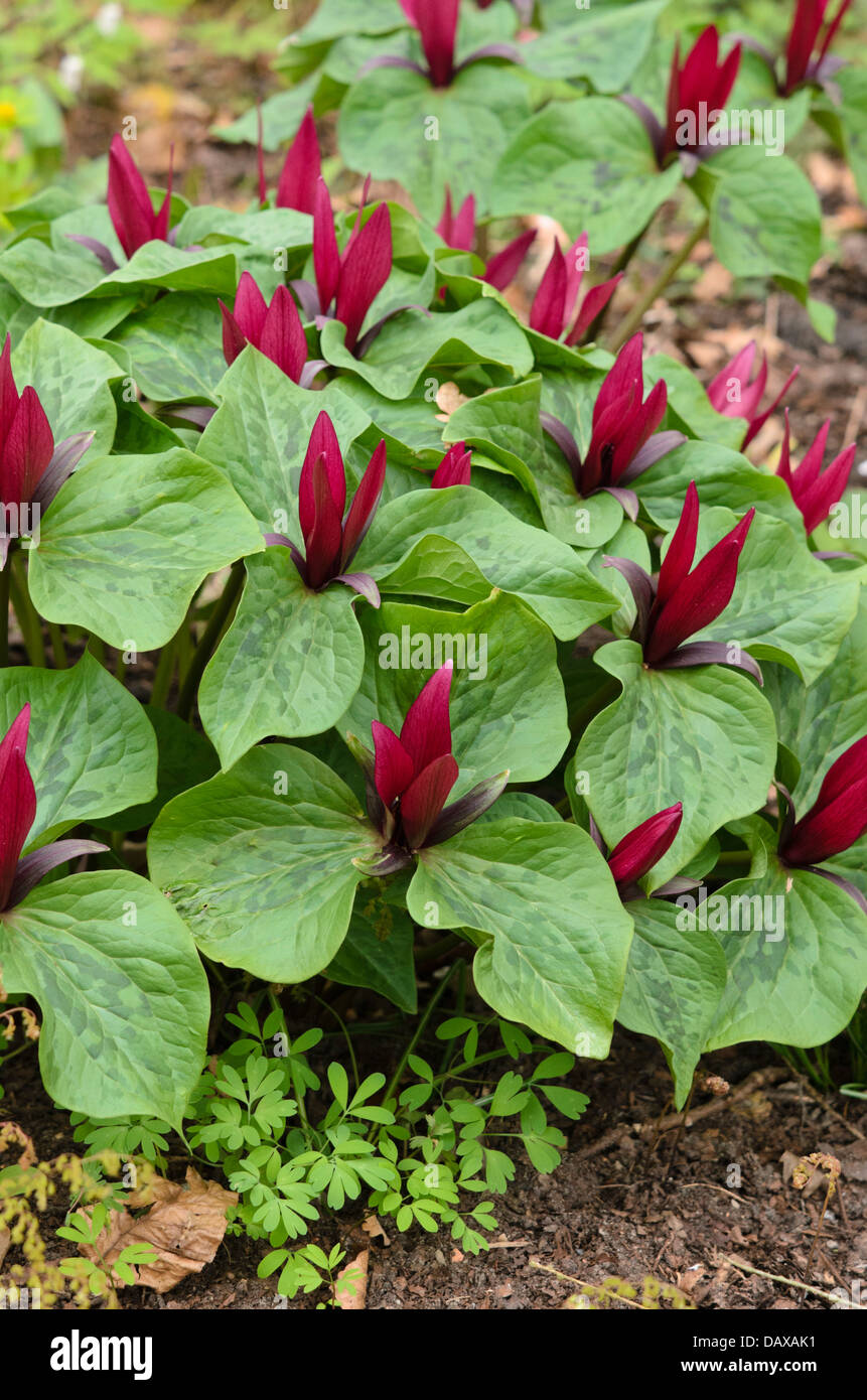 Giant trillium (trillium chloropetalum) Foto Stock