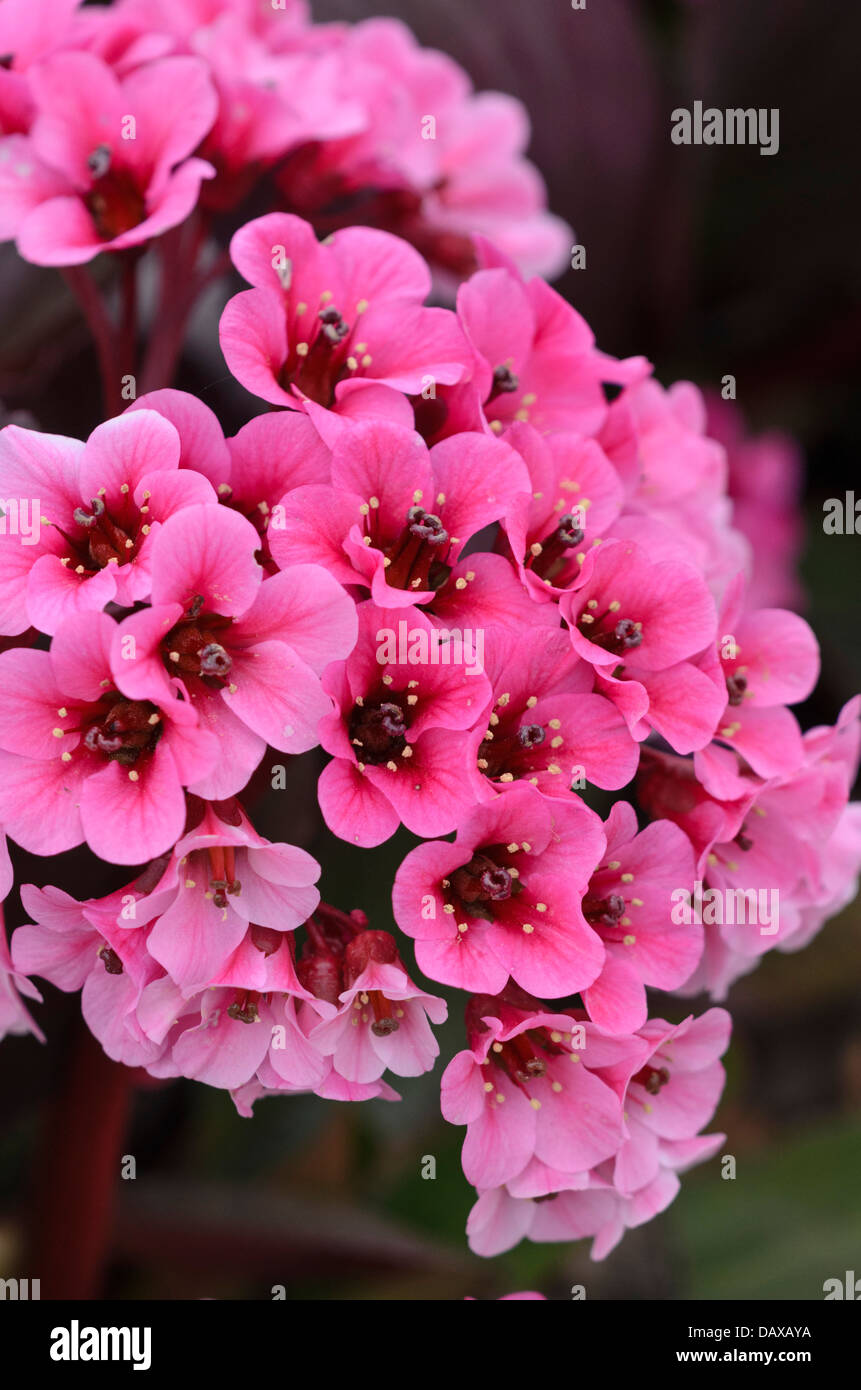 Cuore di foglia (bergenia bergenia cordifolia) Foto Stock