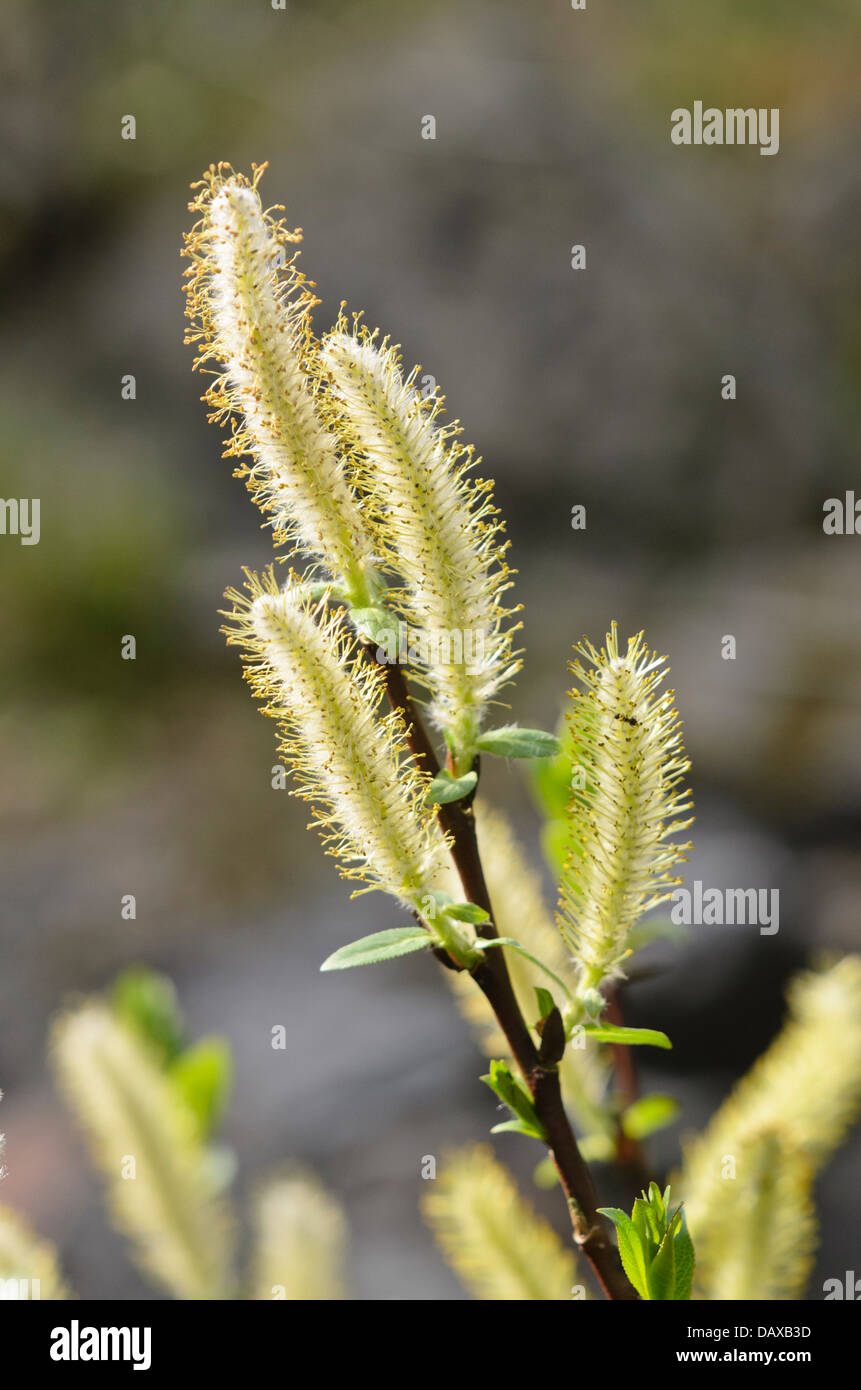 Alabarda willow (Salix hastata) Foto Stock