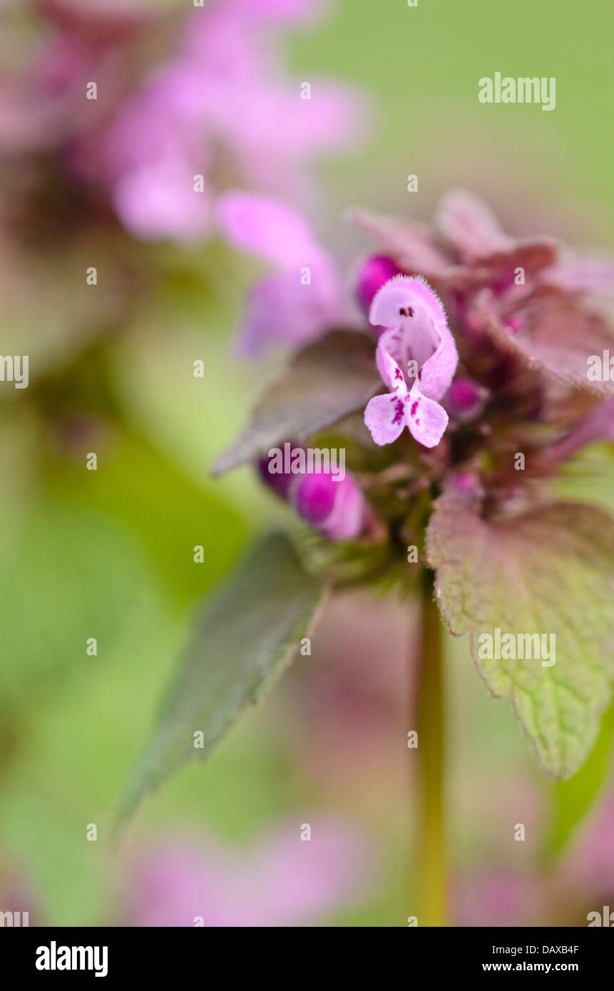 Red dead ortica (Lamium purpureum) Foto Stock