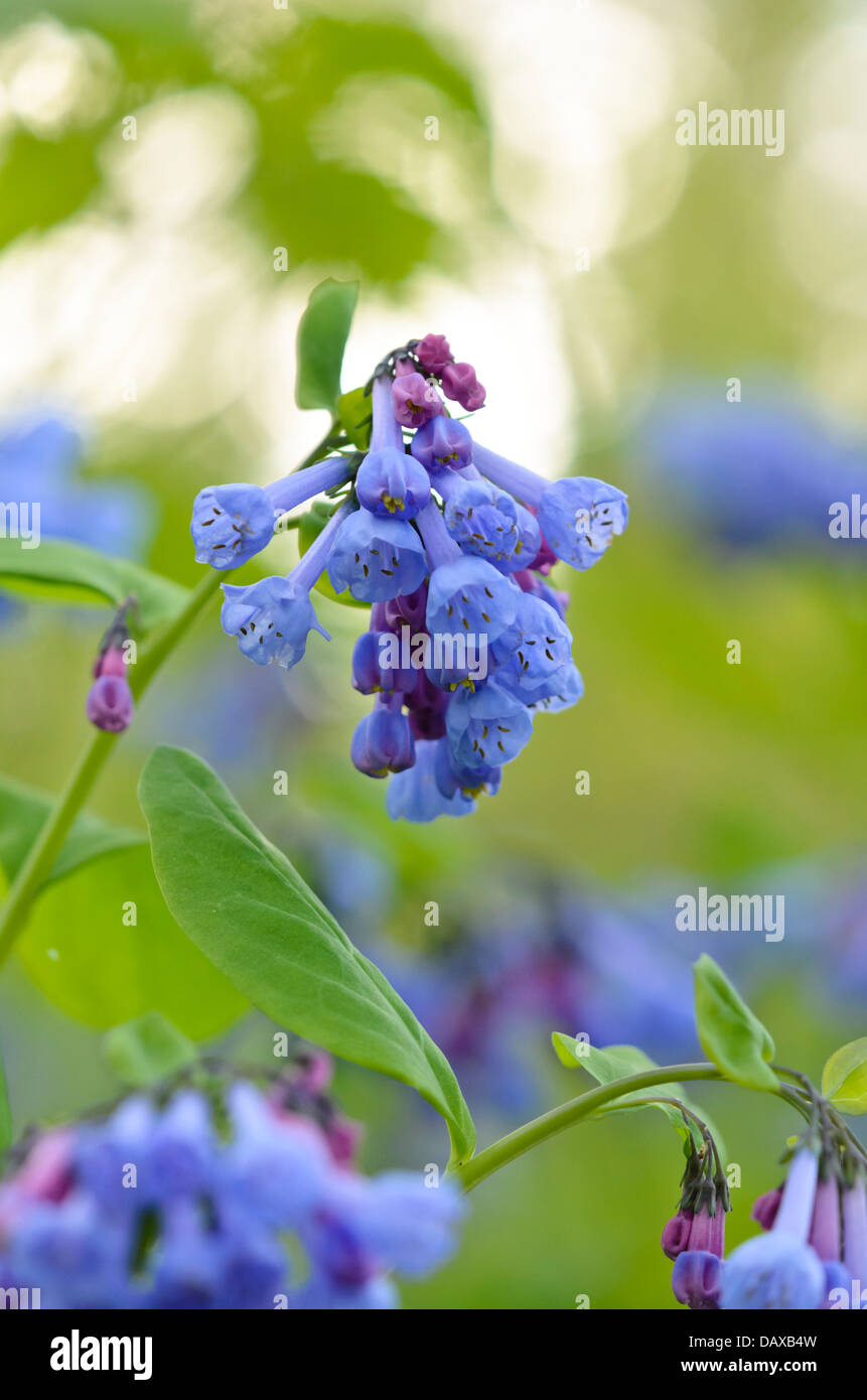 Virginia bluebells (mertensia virginica) Foto Stock