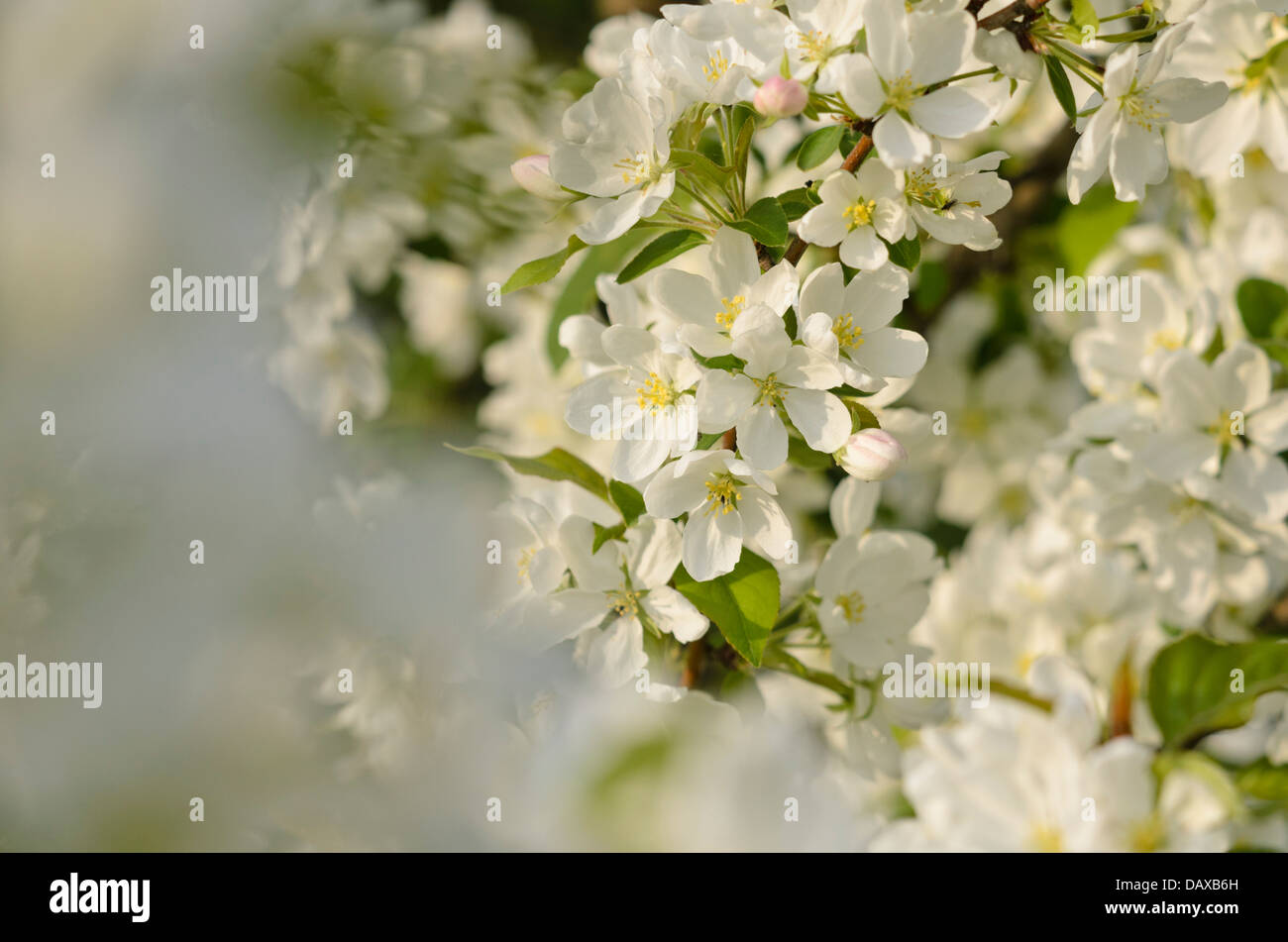 Crab Apple (malus rockii) Foto Stock