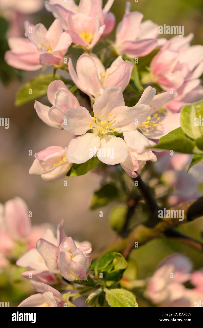 Wild crab apple (Malus sylvestris subsp. orientalis) Foto Stock