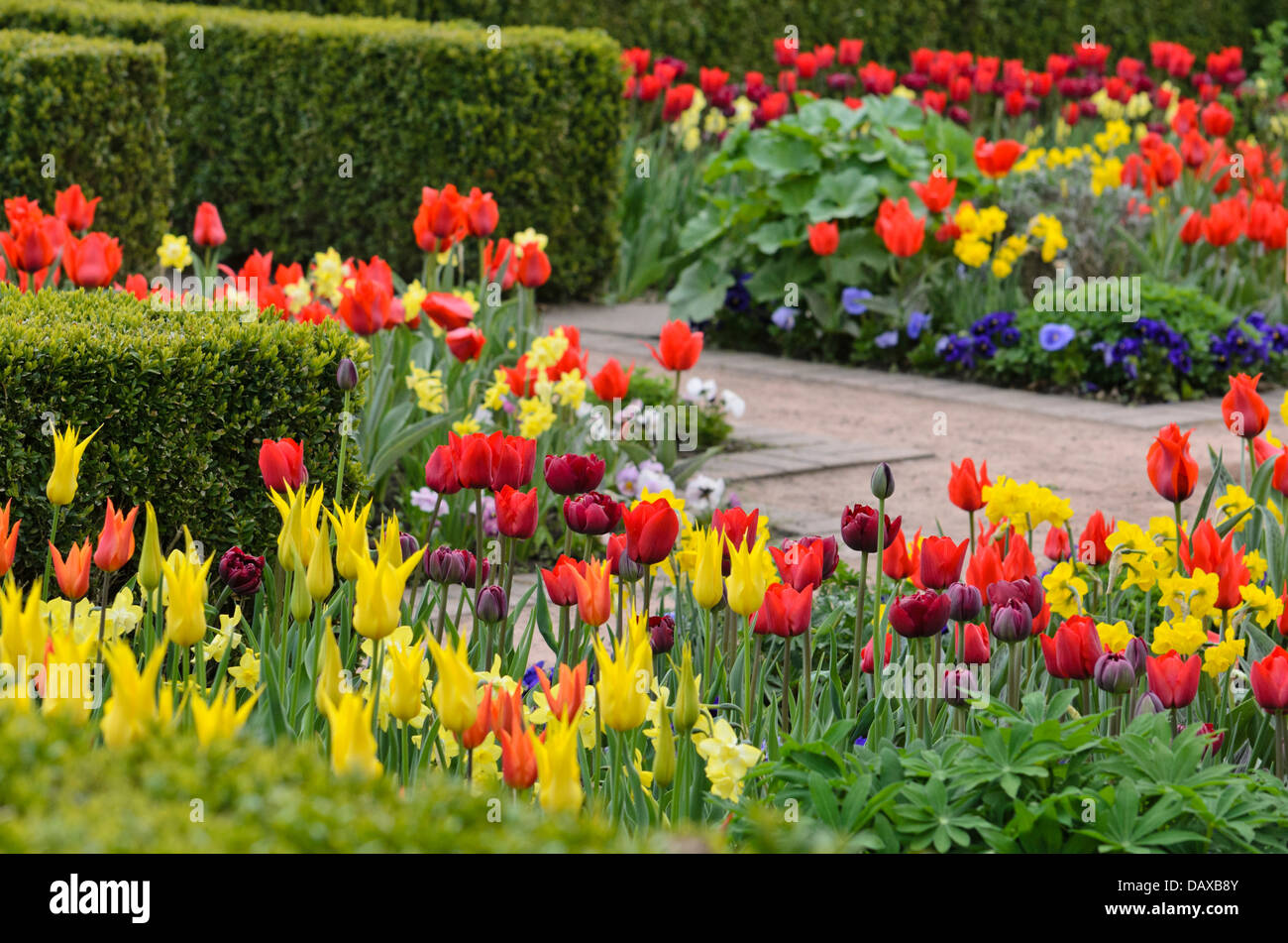 I tulipani (tulipa) Foto Stock