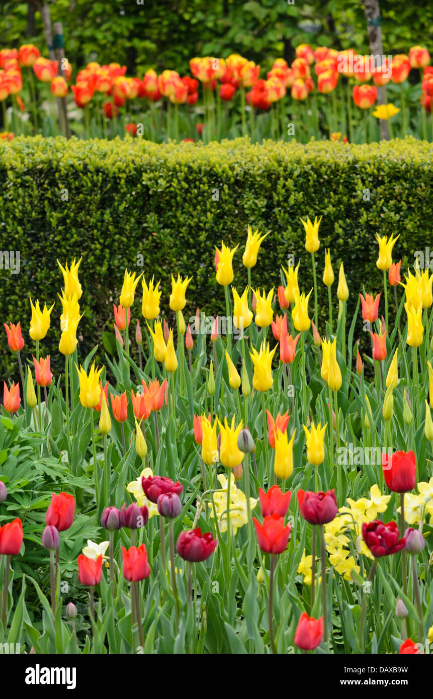I tulipani (tulipa) Foto Stock
