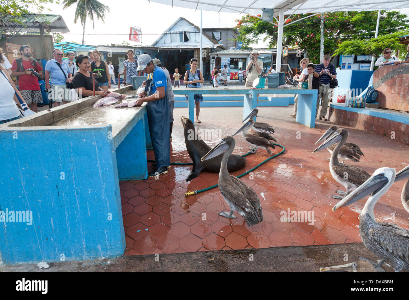 Puerto Ayora, Fishmarket, Isola di Santa Cruz, Isole Galapagos, Ecuador Foto Stock