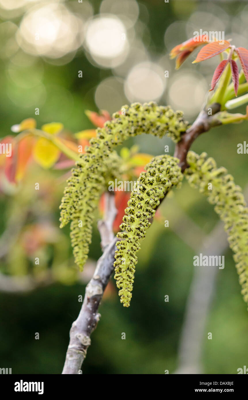 Noce inglese (Juglans regia) Foto Stock