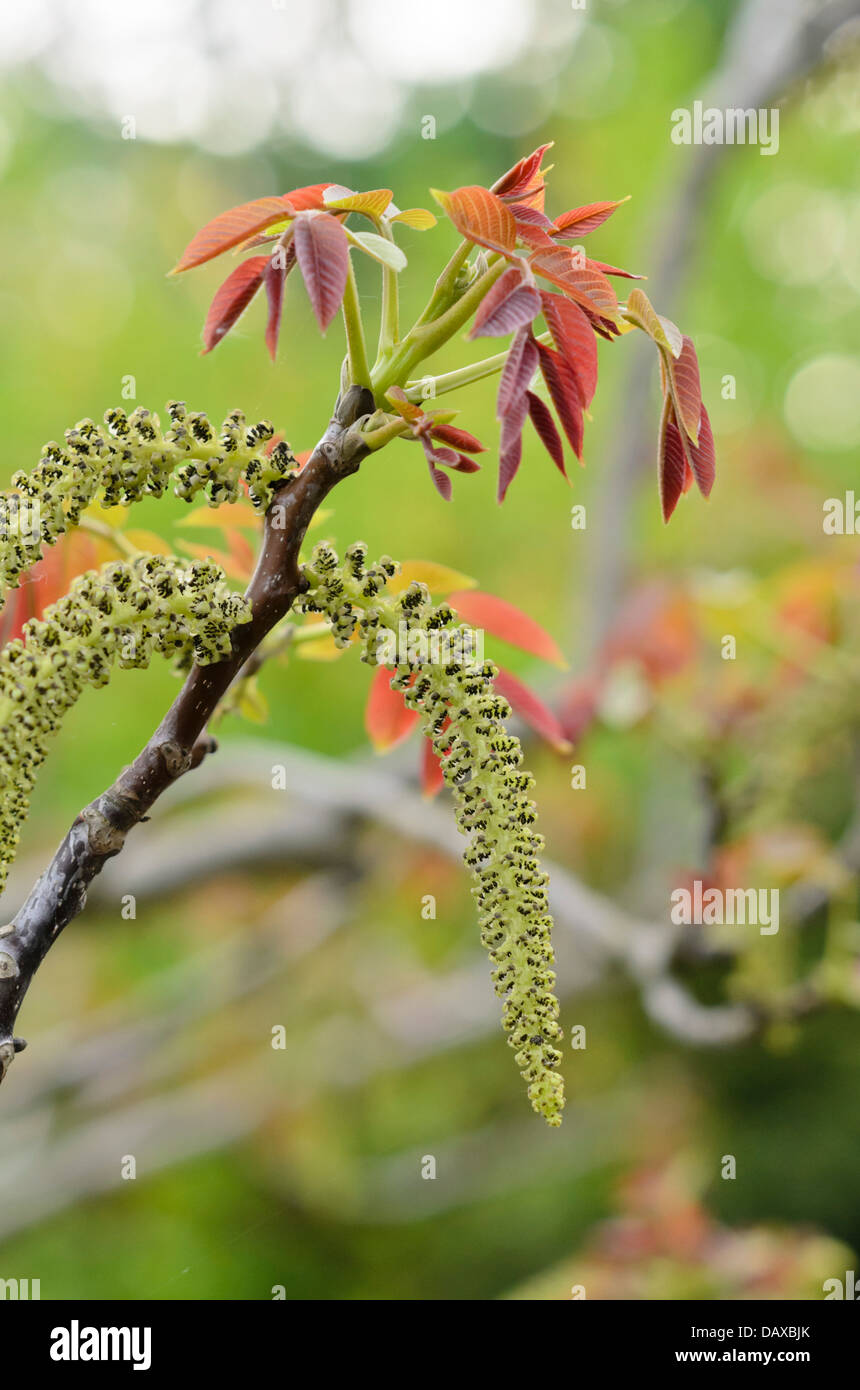 Noce inglese (Juglans regia) Foto Stock