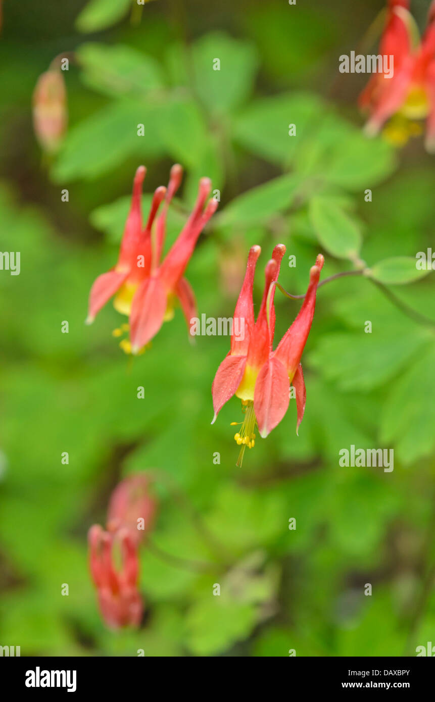 Canadese (columbine aquilegia canadensis) Foto Stock