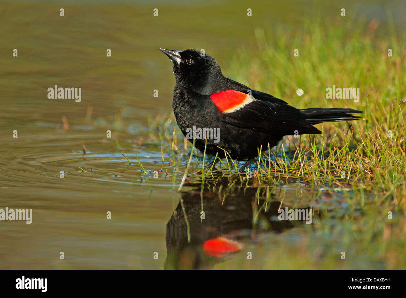 Maschio rosso-winged blackbird e di riflessione Foto Stock