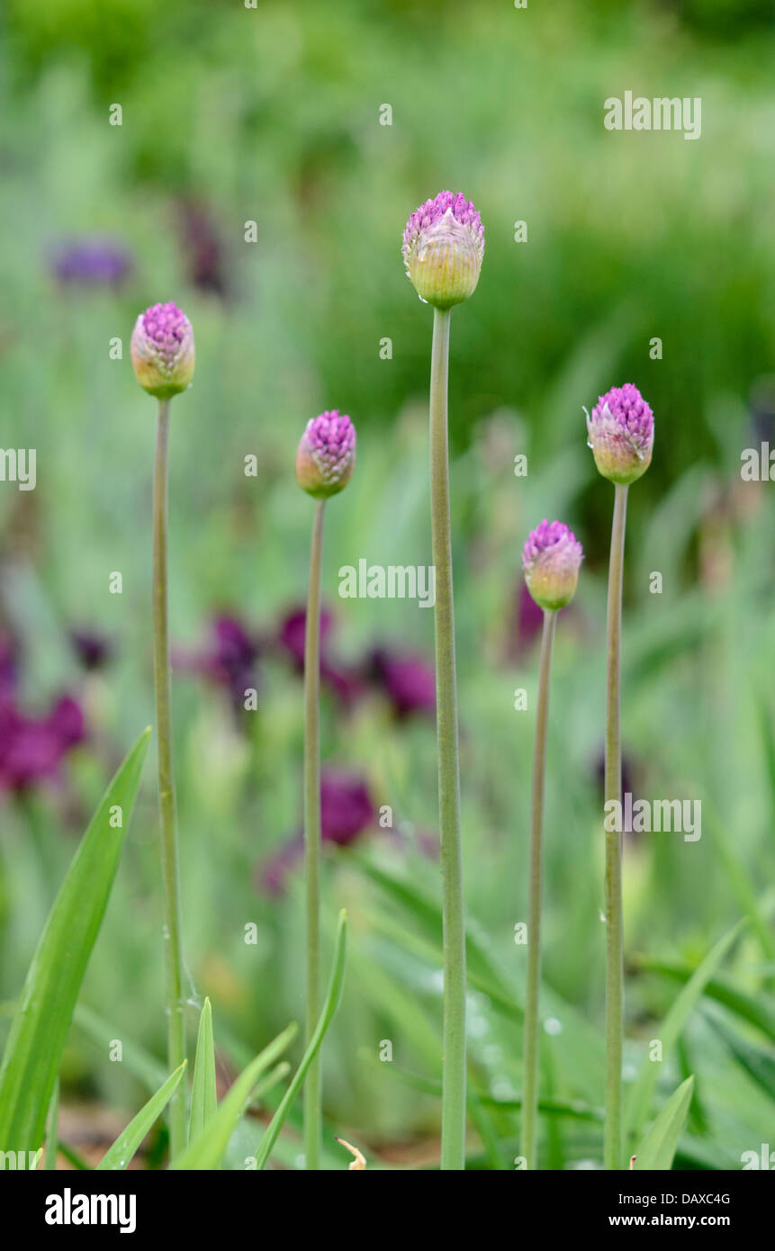 Cipolle ornamentali (allium) Foto Stock