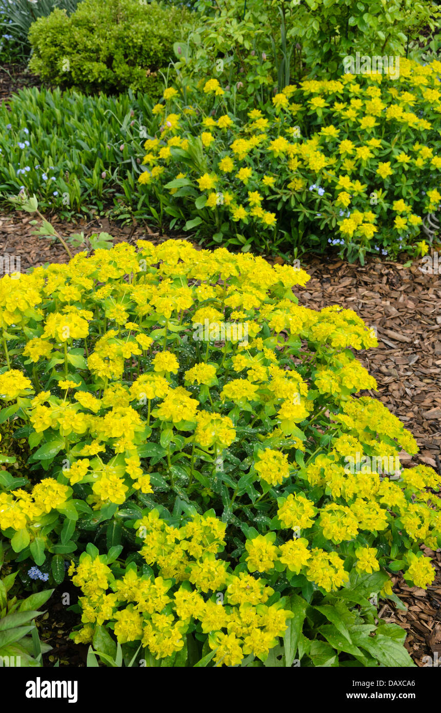 Cuscino (Euforbia euphorbia polychroma syn. euphorbia epithymoides) Foto Stock
